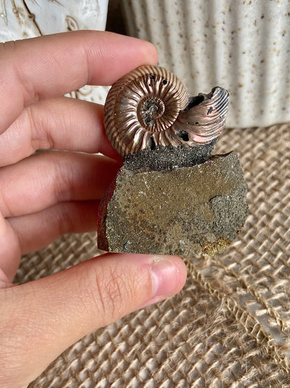 Pyritized Ammonite