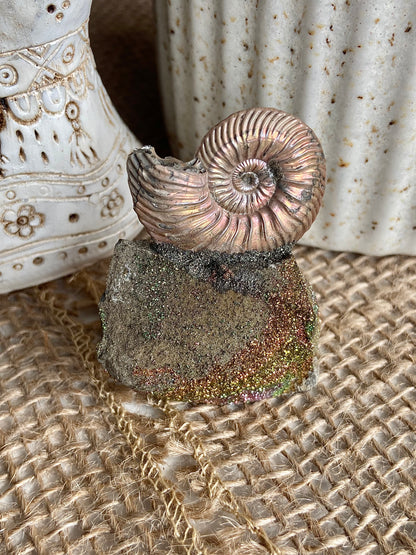 Pyritized Ammonite