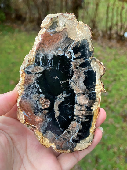 Petrified Wood Slabs