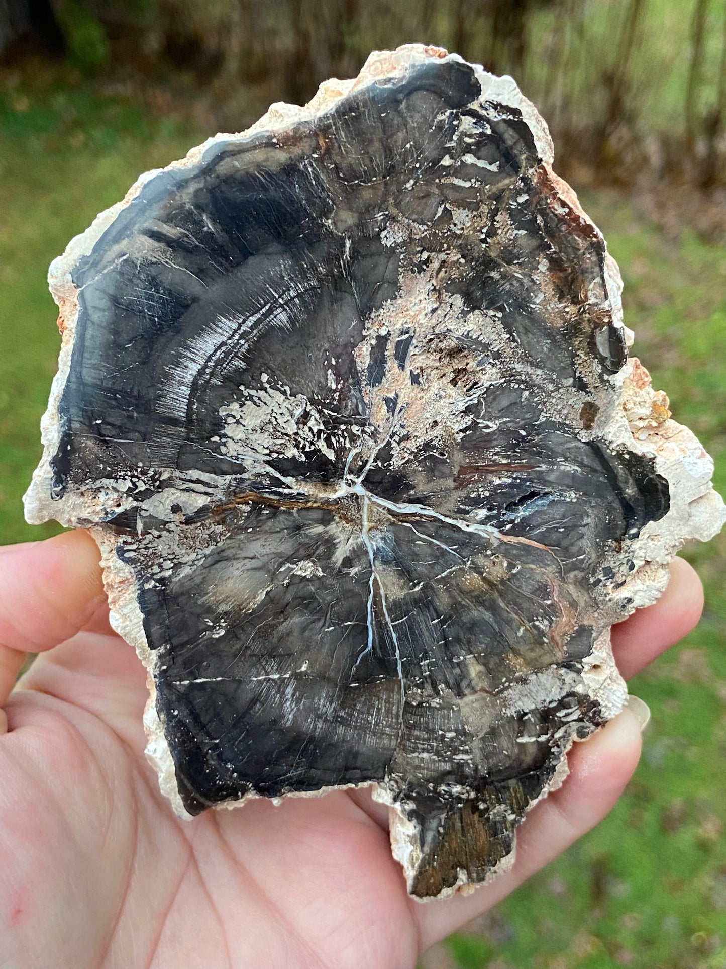 Petrified Wood Slabs