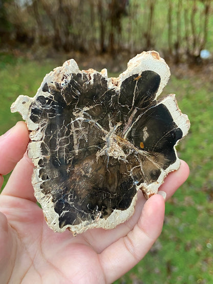 Petrified Wood Slabs